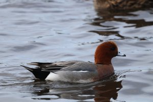 Wigeon (M)