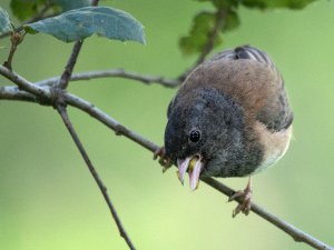 Dark eyed junco.jpg