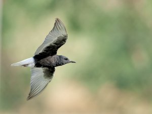 white winged black tern