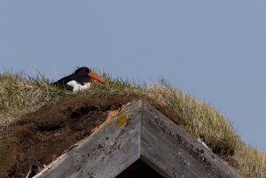 Oystercatcher on the roof