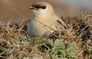 Small Pratincole