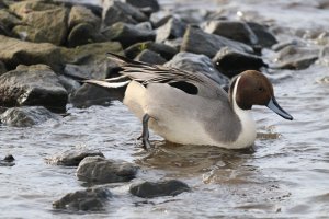 Pintail Drake