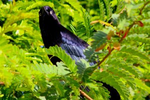 Carib Grackle (male)