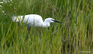 Little Egret 2848.jpg