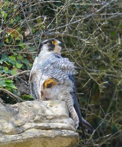 Peregrine Falcon 4571.jpg