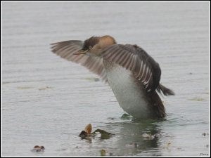 Little Grebe