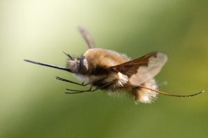 Dark-edged Bee-fly