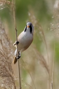 Bearded Tit