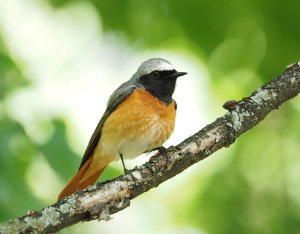 Common Redstart