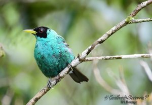 Green Honeycreeper (Chlorophanes spiza)