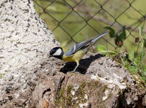 Great Tit