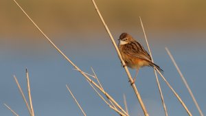 fan-tailed warbler