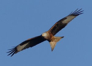 Red Kite in flight