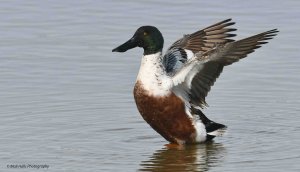 Shoveler 2365.jpg