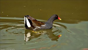 Moorhen.