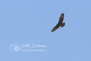 Common Buzzard