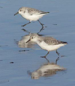 Sanderling Sprint