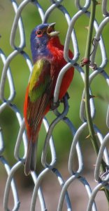 Painted Bunting