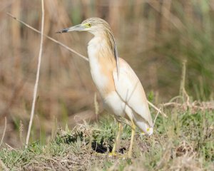 Squacco Heron