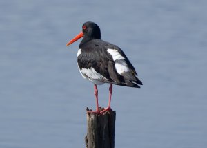 Eurasian Oystercatcher