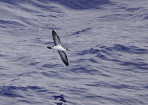 Bannerman's Shearwater