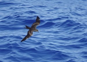 Matsudaira's Storm-Petrel