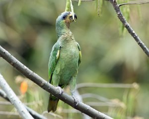 Orange-winged Parrot