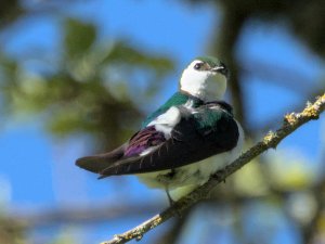 violet green swallow.jpg