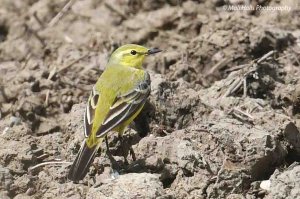 Yellow Wagtail 2613.jpg