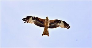 Red Kite.