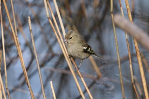 Chaffinch (F)