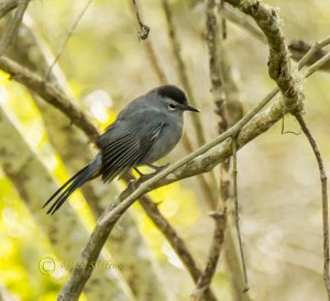 Gray Catbird