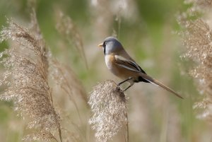 Bearded Tit