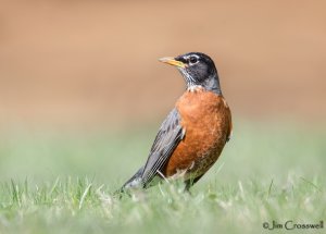 American Robin