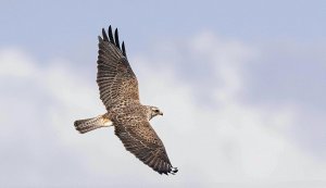 Swainson's Hawk