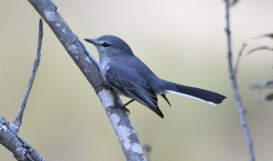 Grey Tit-Flycatcher