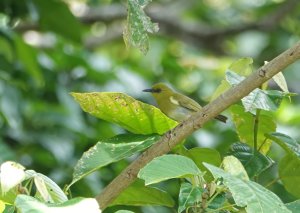 Dark-eyed White-eye