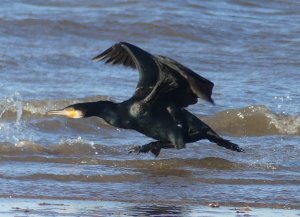 Cormorant takeoff