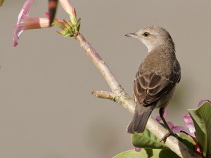 Barred warbler