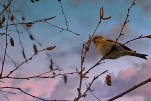 Lesser Redpoll (2_.jpg