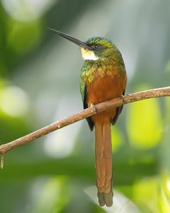 Rufous-tailed Jacamar