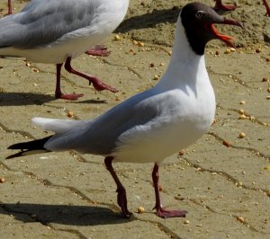 Brown-headed Gull