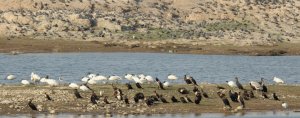 Black-headed Ibis/Rock Pigeon/Cormorant