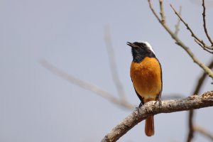 Daurian Redstart 1