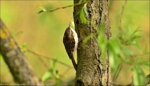 Treecreeper.