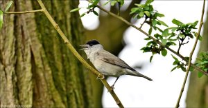 Blackcap ( Male )