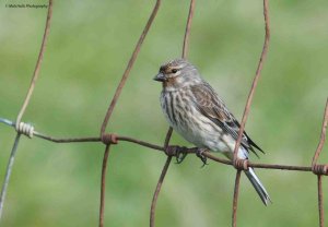 Linnet 2545.jpg