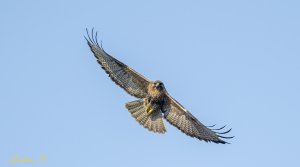 Common Buzzard 普通鵟