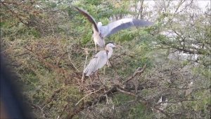 Grey Heron : courtship and mounting : Amazing Wildlife of India by Renu Tewari and Alok Tewari