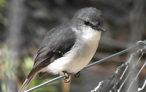 White-breasted Robin